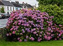 Irland-Ring of Kerry-9-Hortensia